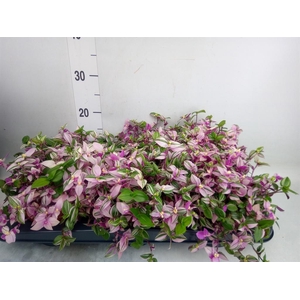 Tradescantia flum. 'Quadricolor'