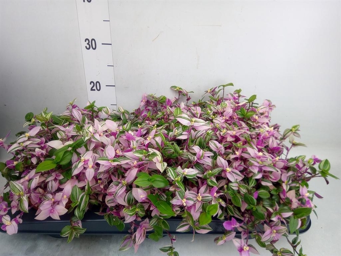 <h4>Tradescantia flum. 'Quadricolor'</h4>