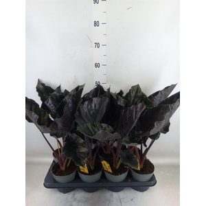 Alocasia   ...