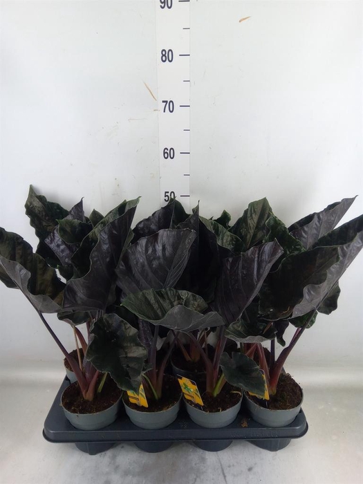 <h4>Alocasia   ...</h4>