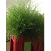 Greens - Asparagus Virgatus