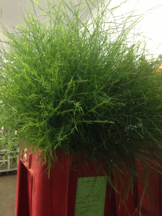 Greens - Asparagus Virgatus