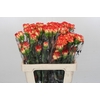 Dianthus St Zenit