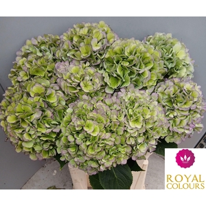 HYDR M CH VERE BL CL