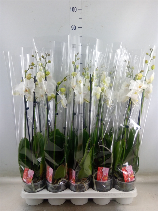 <h4>Phalaenopsis  'FC Snow Compass'</h4>