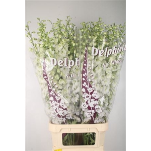 Delph El Dewi Impressive White