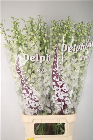 <h4>Delph El Dewi Impressive White</h4>