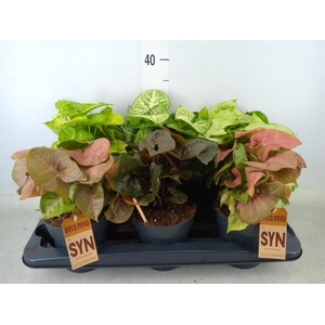 Syngonium   ...mix