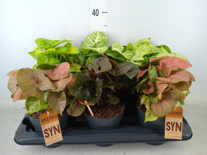 <h4>Syngonium   ...mix</h4>