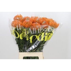 Nutans Ayoba Orange