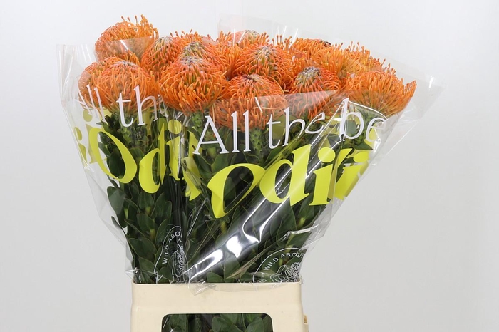 <h4>Nutans Ayoba Orange</h4>