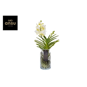 Vanda Bose XL White