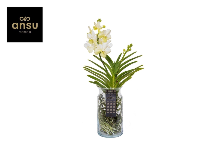 <h4>Vanda Bose XL White</h4>