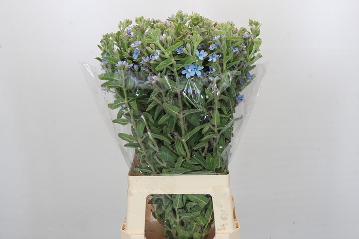 Oxypetalum Tweedia Blue