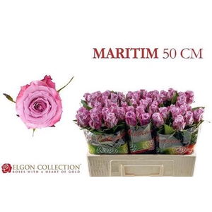Rosa grootbloemig Maritim