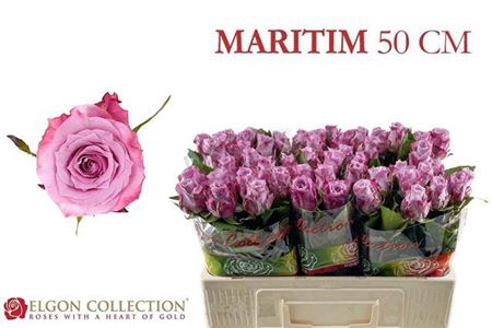 <h4>Rosa grootbloemig Maritim</h4>