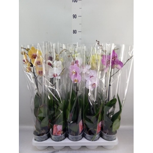 Phalaenopsis   ...mix