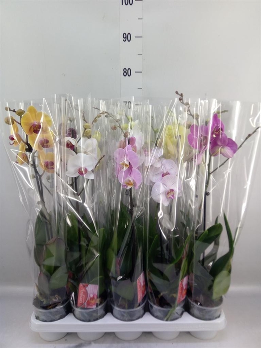 <h4>Phalaenopsis   ...mix</h4>