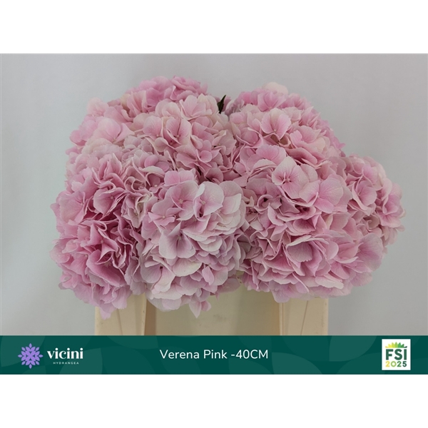<h4>Hydr Verena Pink 40 cm Vicini</h4>