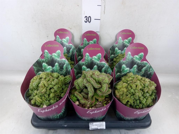 <h4>Euphorbia   ...</h4>