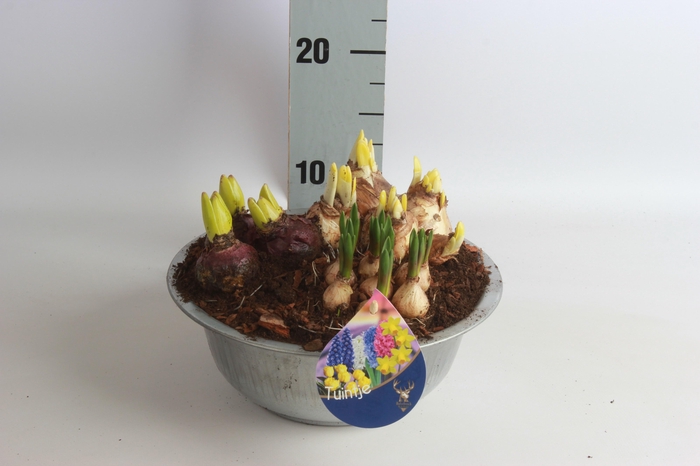 <h4>ARR BOL KNOLGEWAS</h4>