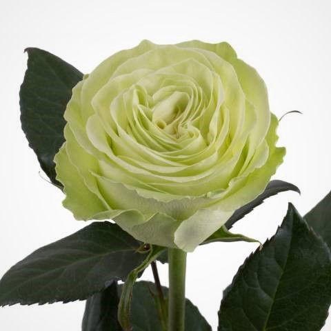 <h4>R GR WASABI!</h4>