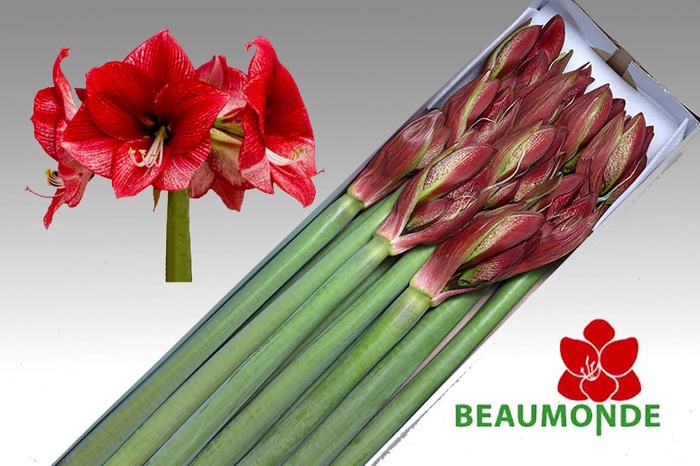 <h4>HIPP GA MAESTRO</h4>