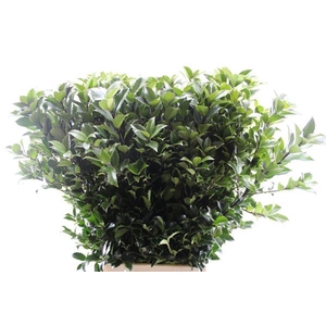 Deco Gr Ilex Blue Fantasy(90c)