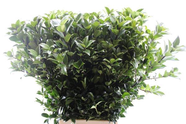 <h4>Deco Gr Ilex Blue Fantasy(90c)</h4>
