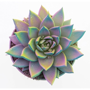 Echeveria Multi Glitter Mix