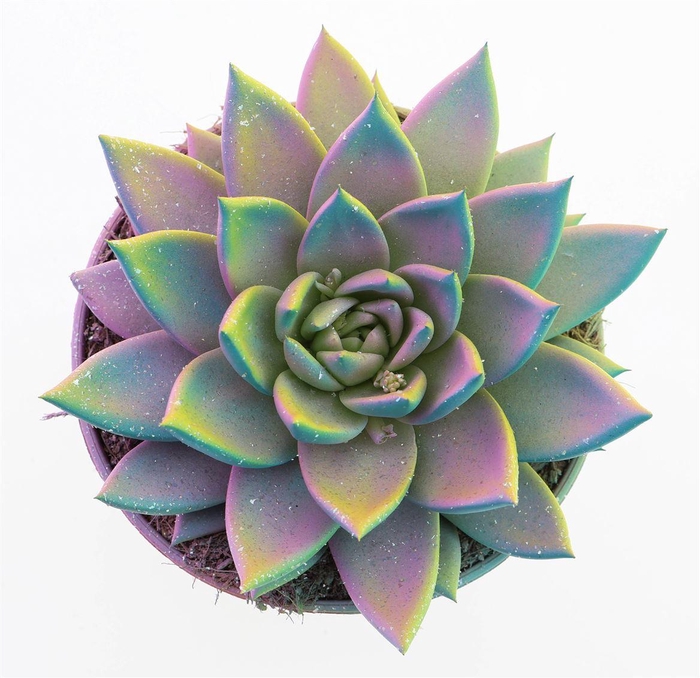 <h4>Echeveria Multi Glitter Mix</h4>