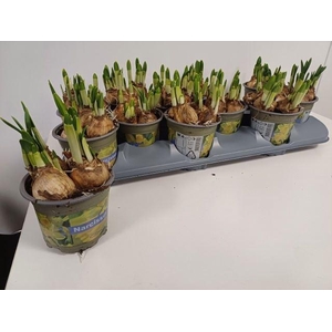 Narcissus Tete a Tete