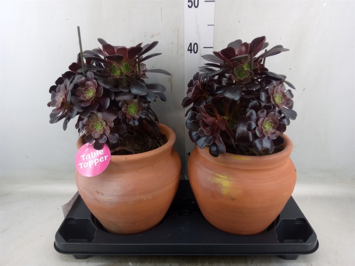 <h4>Aeonium arboreum 'Velours'</h4>