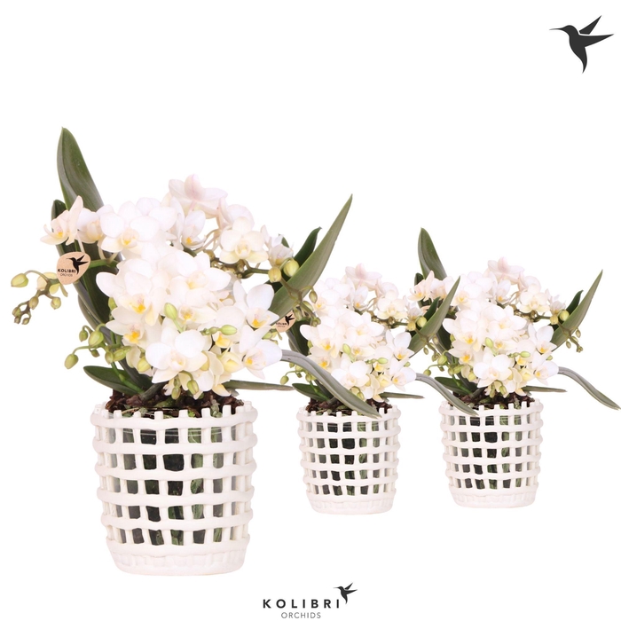 <h4>Kolibri Orchids Phalaenopsis Nazare 4 spike in Mesh pot white</h4>