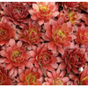 Sempervivum overig