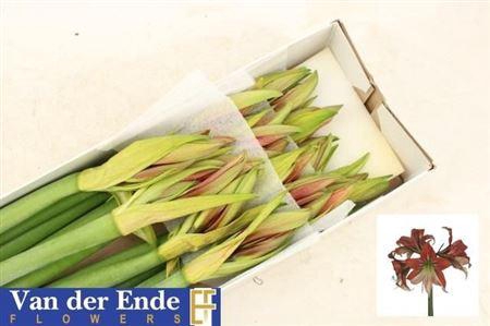 <h4>Hipp Ga Happy Valley</h4>