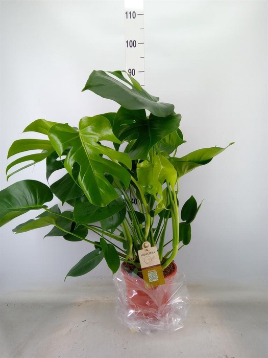 <h4>Monstera delic.</h4>