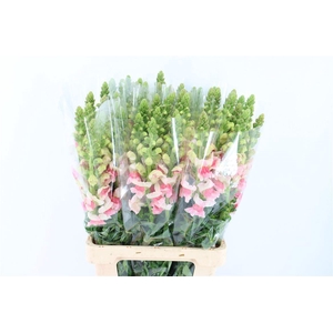 Antir Overig Apple Blossom