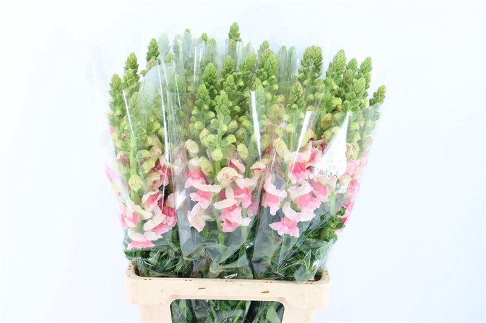 <h4>Antir Overig Apple Blossom</h4>