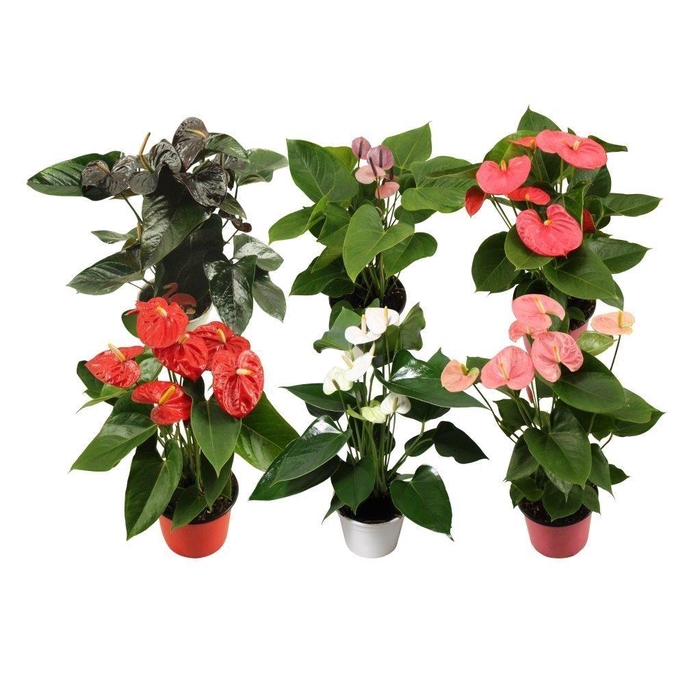 <h4>Anthurium Flamingomix 14cm rood-roze-wit-zwart-lichtroze-paars</h4>