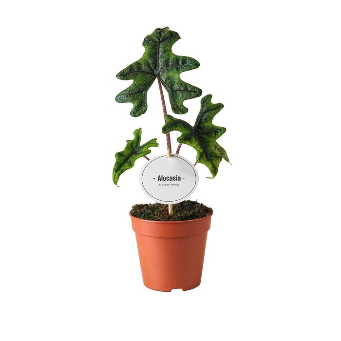 <h4>Alocasia Jacklyn</h4>