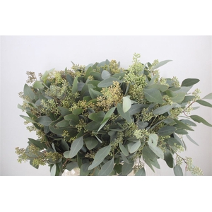 Euca Populus Berry 400gr P Bunch