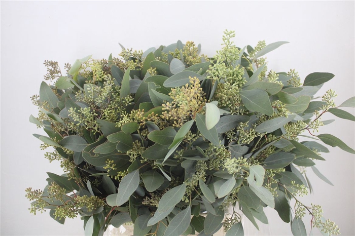 <h4>Euca Populus Berry 400gr P Bunch</h4>