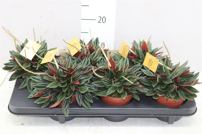 <h4>Peperomia Rosso</h4>