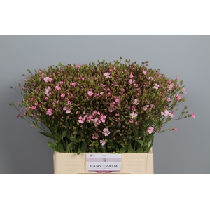 SAPONARIA OV