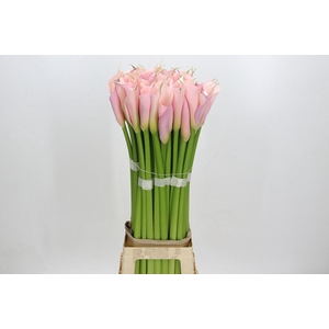 Zantedeschia Eydolls Pink