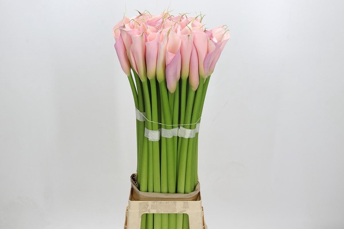 Zantedeschia Eydolls Pink