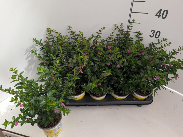 <h4>CUPH HY FLORIGLORY</h4>