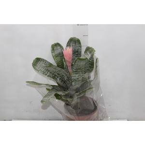 AECHMEA FASCIATA P17