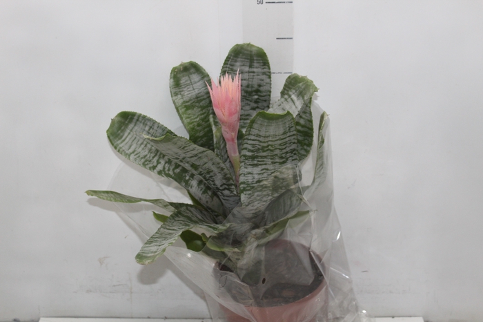 AECHMEA FASCIATA P17